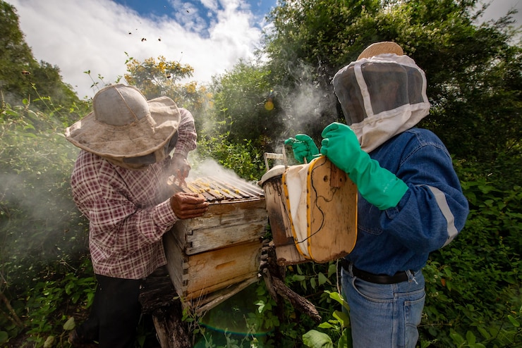 Promoting Pollinator Health and Conservation on Farms