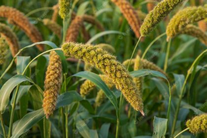 Sorghum Farming: Harnessing the Nutritional and Economic Benefits in South Africa