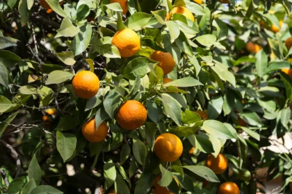 Symptoms Of Citrus Greening You Should Look Out For In Oranges