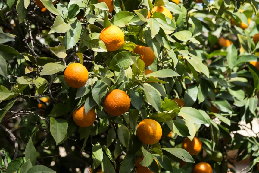 Symptoms Of Citrus Greening You Should Look Out For In Oranges