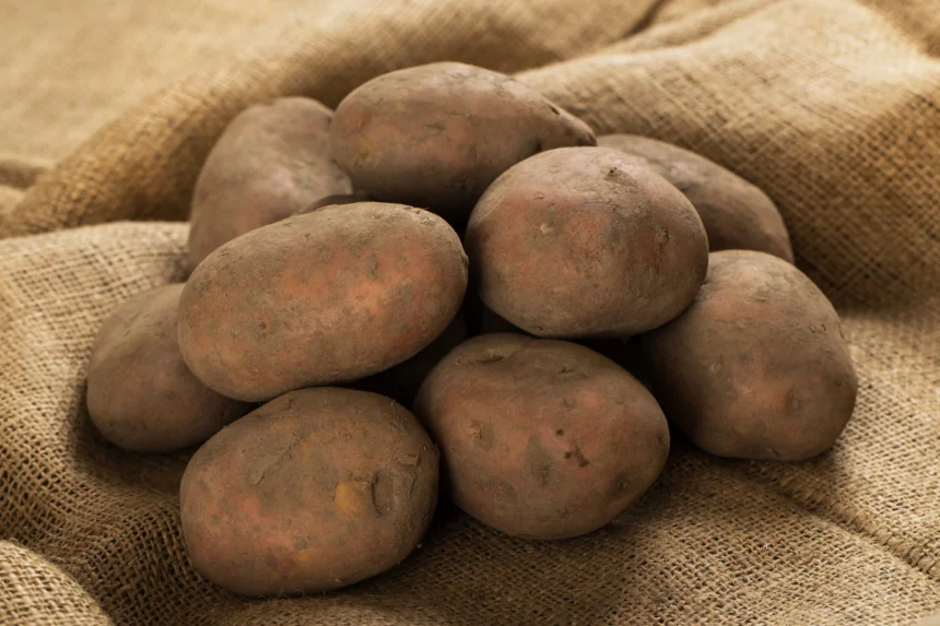 Symptoms Of Blackleg You Should Look Out For In Potatoes