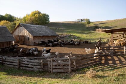 Sustainable Livestock Housing: Providing Comfort and Health for Animals