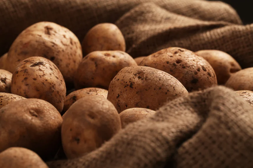 Symptoms Of Potato Virus You Should Look Out For In Potatoes