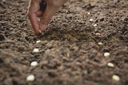 The Role of Cover Crops in Soil Conservation and Nutrient Management in South Africa