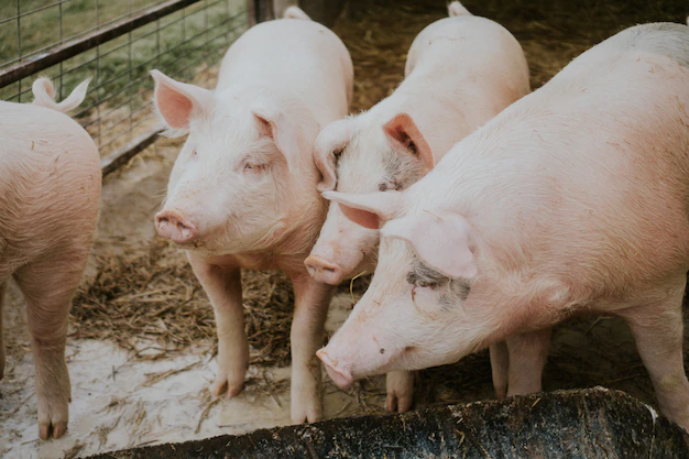 Sustainable Pig Farming Practices for Environmental and Animal Welfare