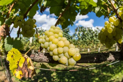 Grape Cultivation: South Africa's World-Class Wine Industry