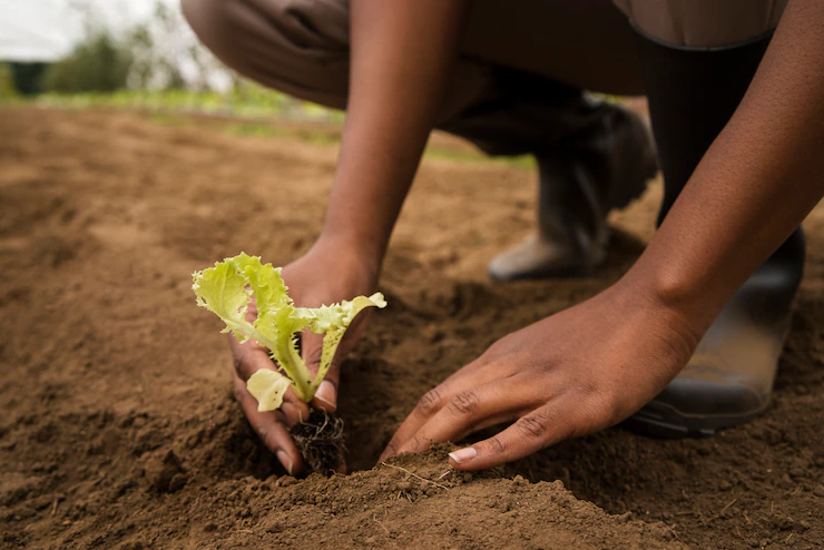 Understanding Soil Health And Fertility For Successful Farming In South Africa