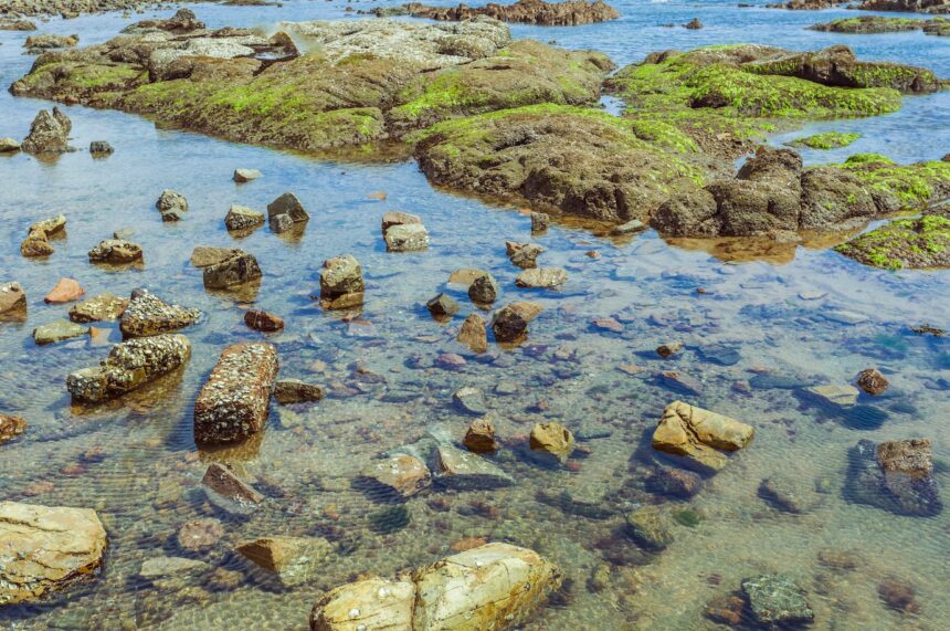 Exploring the Potential of Aquaculture in South Africa's Coastal Waters