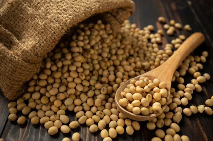 Soybean Cultivation: A Growing Trend in South African Agriculture