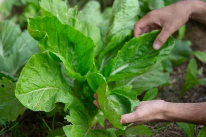 Symptoms Of Downy Mildew To Look Out For In Spinach