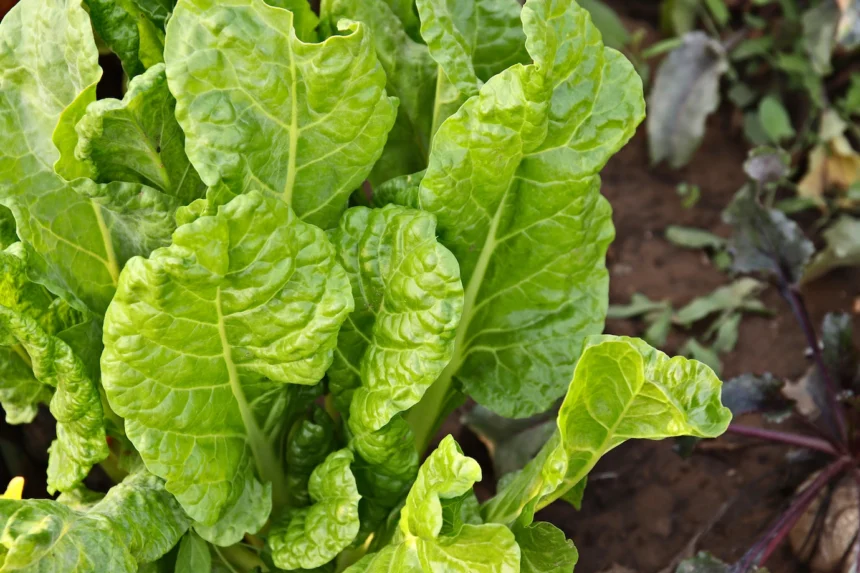 Symptoms Of Fusarium Wilt You Should Look Out For In Spinach