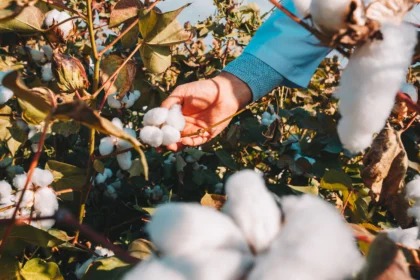 Cotton Production in South Africa: Challenges and Opportunities