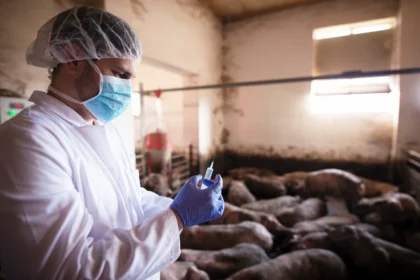 Managing Animal Health: Preventing and Treating Diseases in South African Livestock