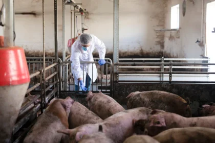 Pork Production: Satisfying South Africa's Growing Appetite for Pork