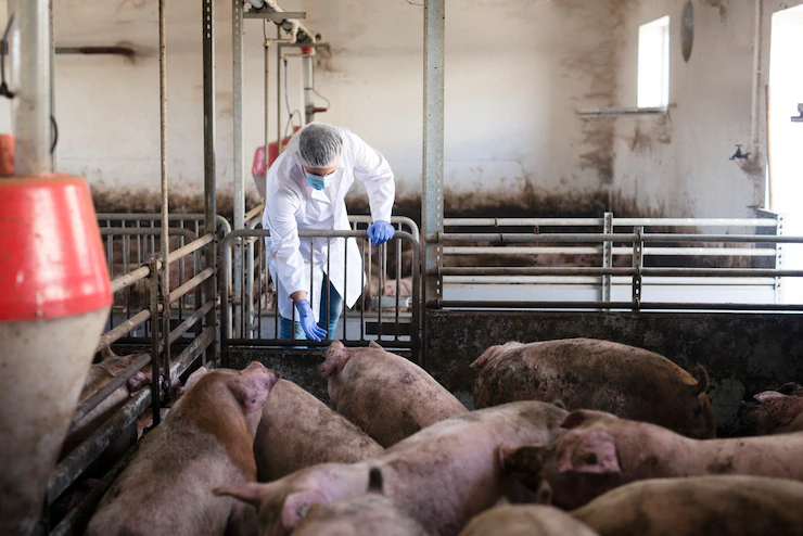 Pork Production: Satisfying South Africa's Growing Appetite for Pork