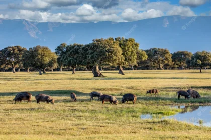 10 Things You Should Know About Wildlife Ranching In South Africa