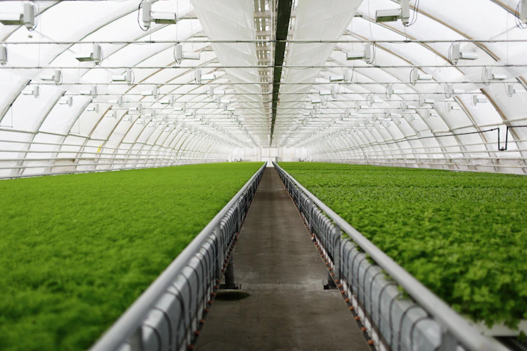 Exploring The Potential Of Vertical Farming And Indoor Agriculture In South Africa