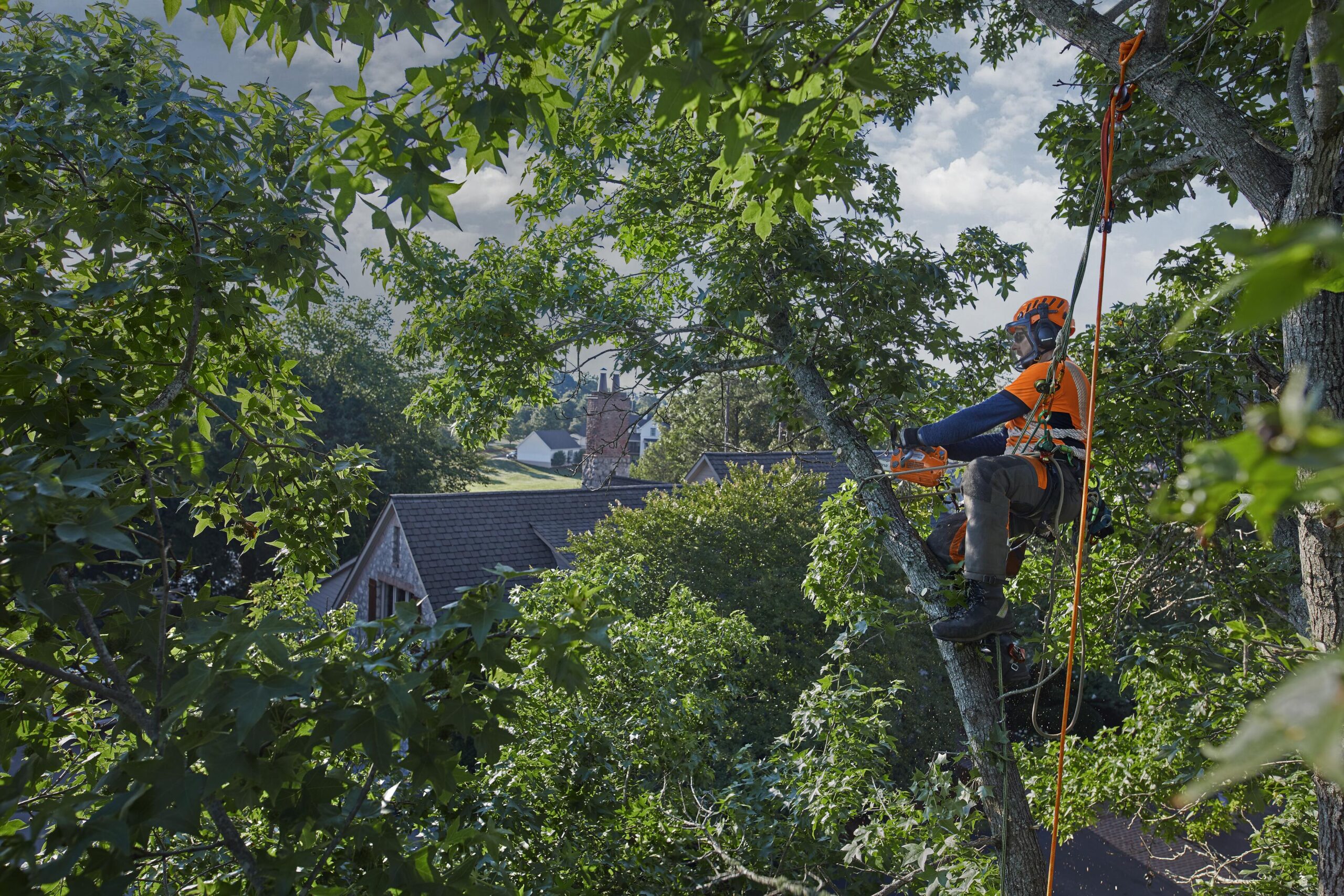 Six Steps to Successful and Safe Tree Felling - Farmers Magazine 