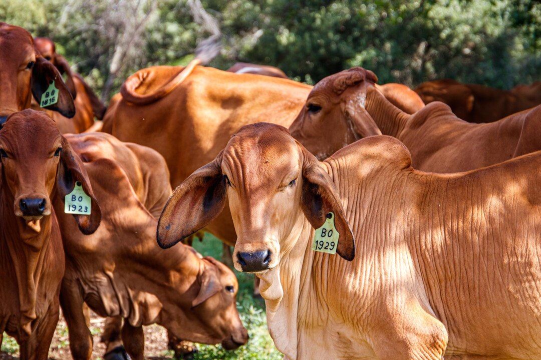 10 Things You Should Know About Breeding & Farming Boran Cattle In ...