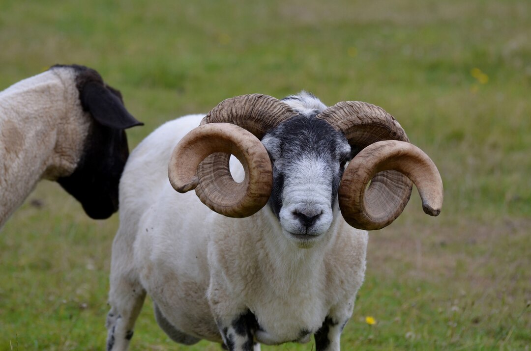 10 Things You Should Know About Breeding & Farming Dorset Horn Sheep In ...