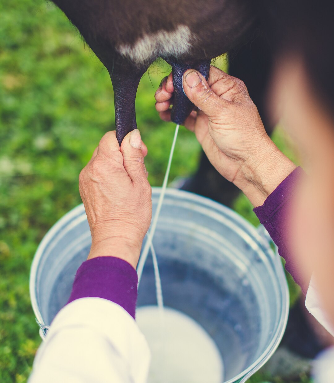 Tips For Properly Milking Dairy Animals - Farmers Magazine