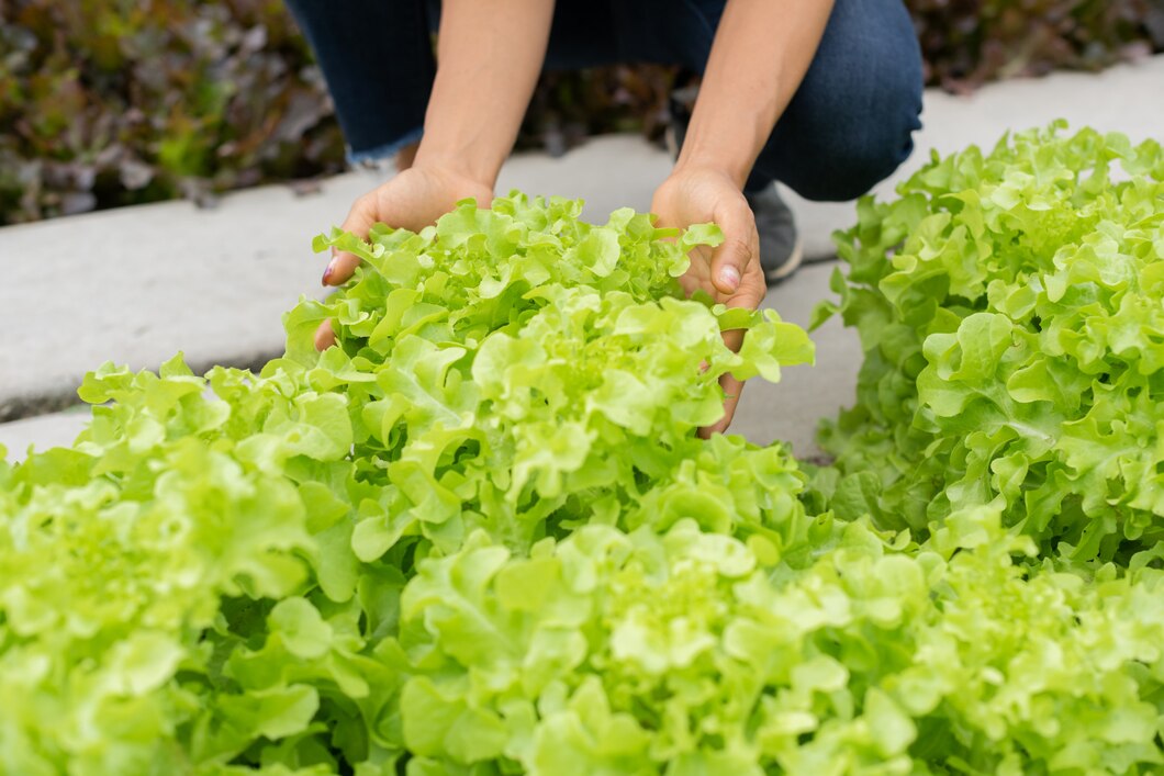 10 Early Signs Your Lettuce Has Tip Burn - Farmers Magazine