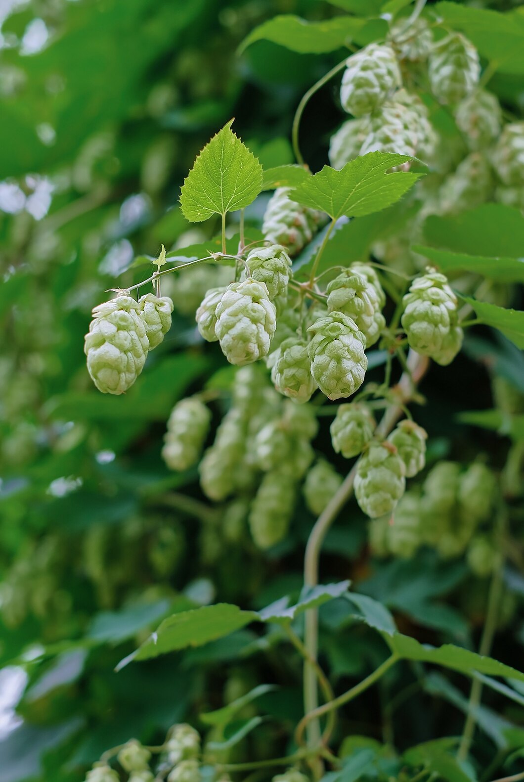 10 Early Signs Your Hops Have Downy Mildew - Farmers Magazine