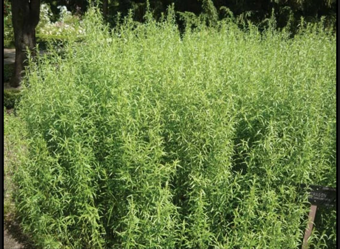 10 Early Signs Your Tarragon Has Root Rot - Farmers Magazine South Africa