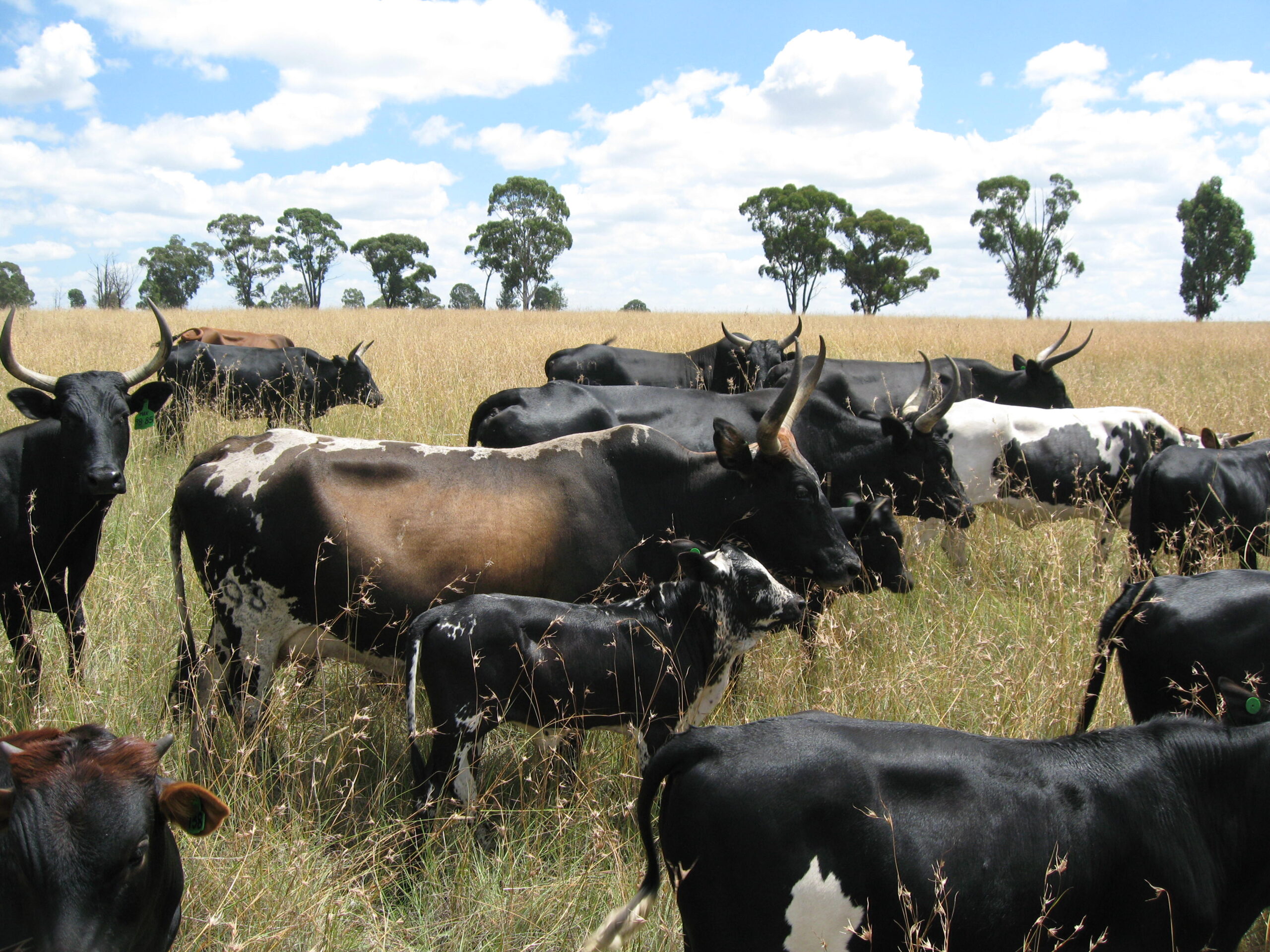 A Guide to Nguni Cattle: South Africa’s Indigenous Treasure - Farmers ...