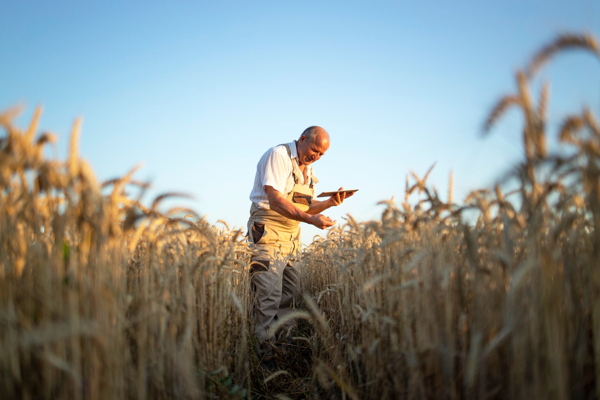 South Africa’s Grain Sector Urges Farmers to Embrace Innovation and ...